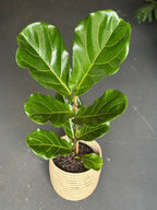 Medium Fiddle Leaf Fig With Basket