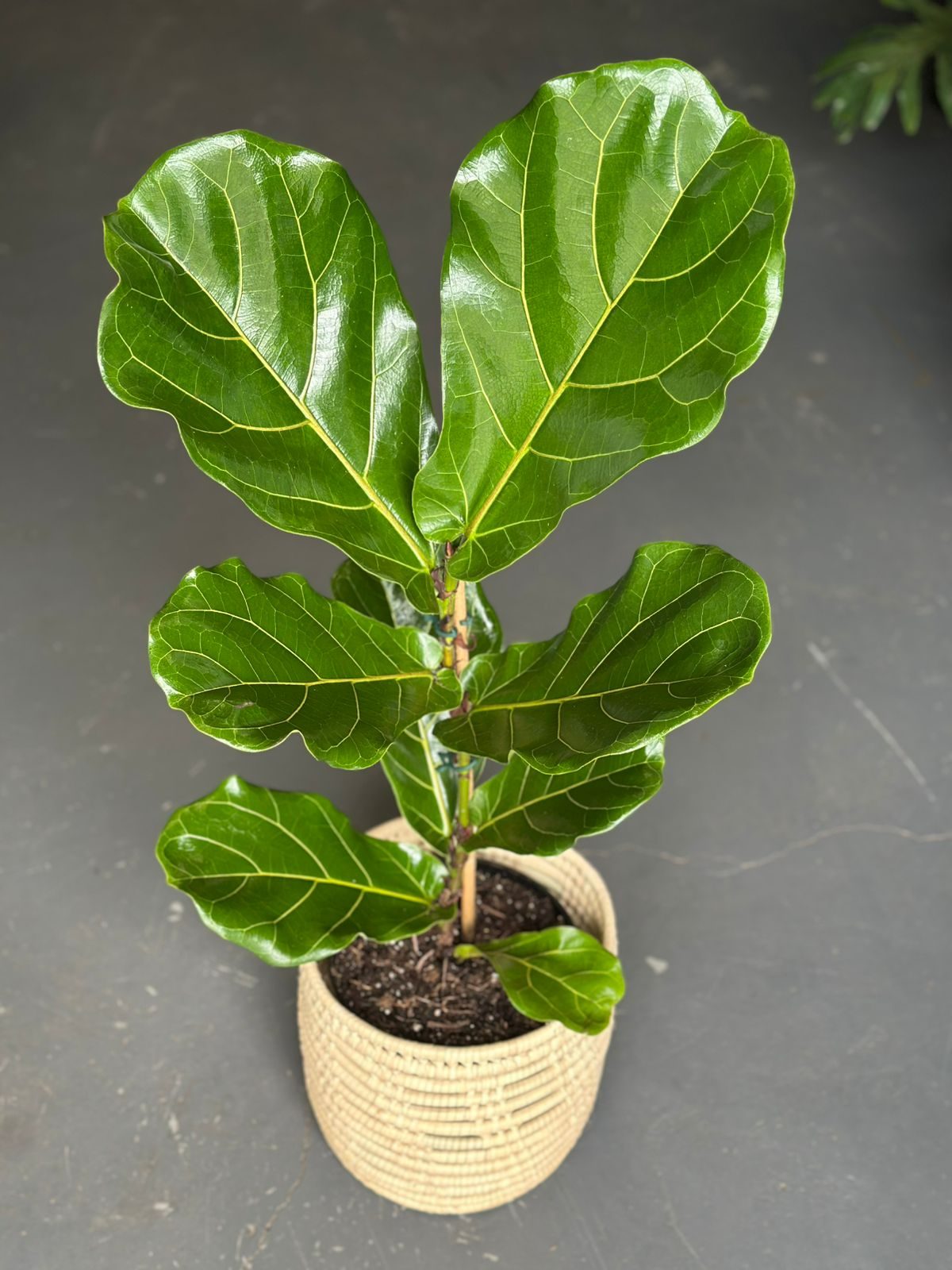 Medium Fiddle Leaf Fig With Basket