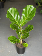 Medium Fiddle Leaf Fig