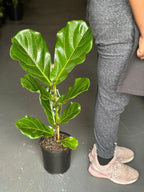 Medium Fiddle Leaf Fig