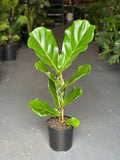 Medium Fiddle Leaf Fig