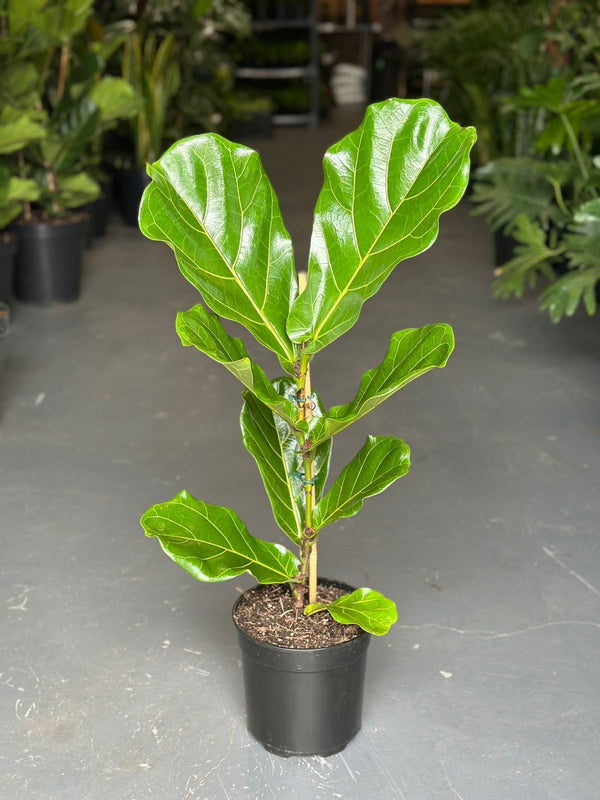 Medium Fiddle Leaf Fig