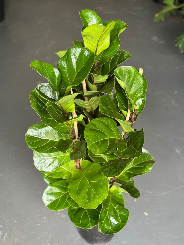 Medium Fiddle Leaf Fig Bambino