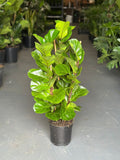 Medium Fiddle Leaf Fig Bambino