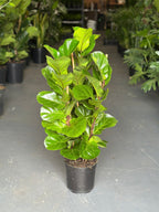 Medium Fiddle Leaf Fig Bambino
