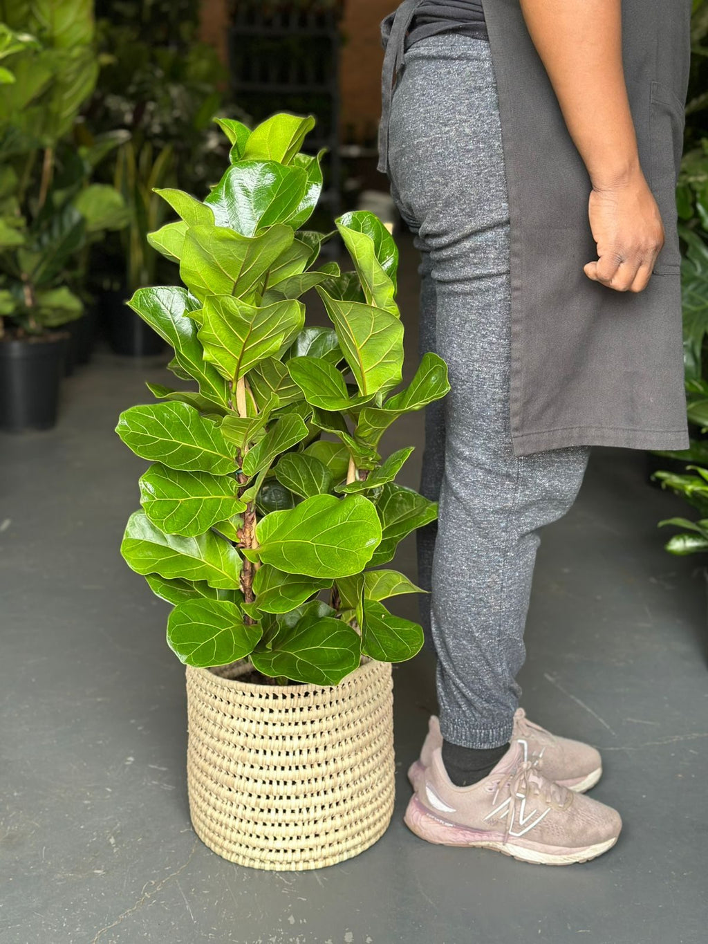 Medium Fiddle Leaf Fig Bambino With a Basket