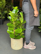 Medium Fiddle Leaf Fig Bambino With a Basket