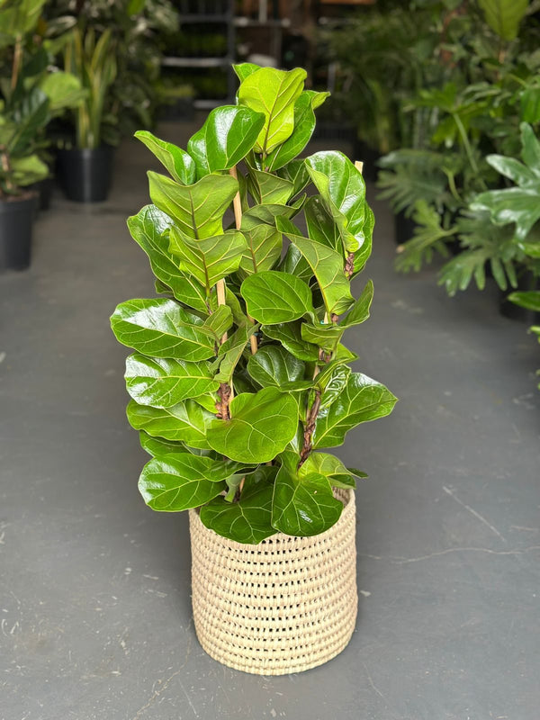 Medium Fiddle Leaf Fig Bambino With a Basket
