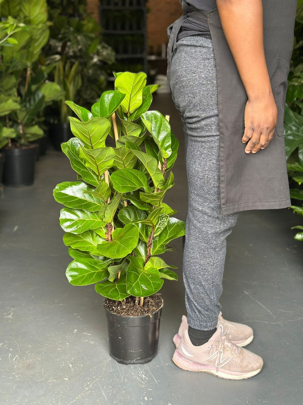 Medium Fiddle Leaf Fig Bambino