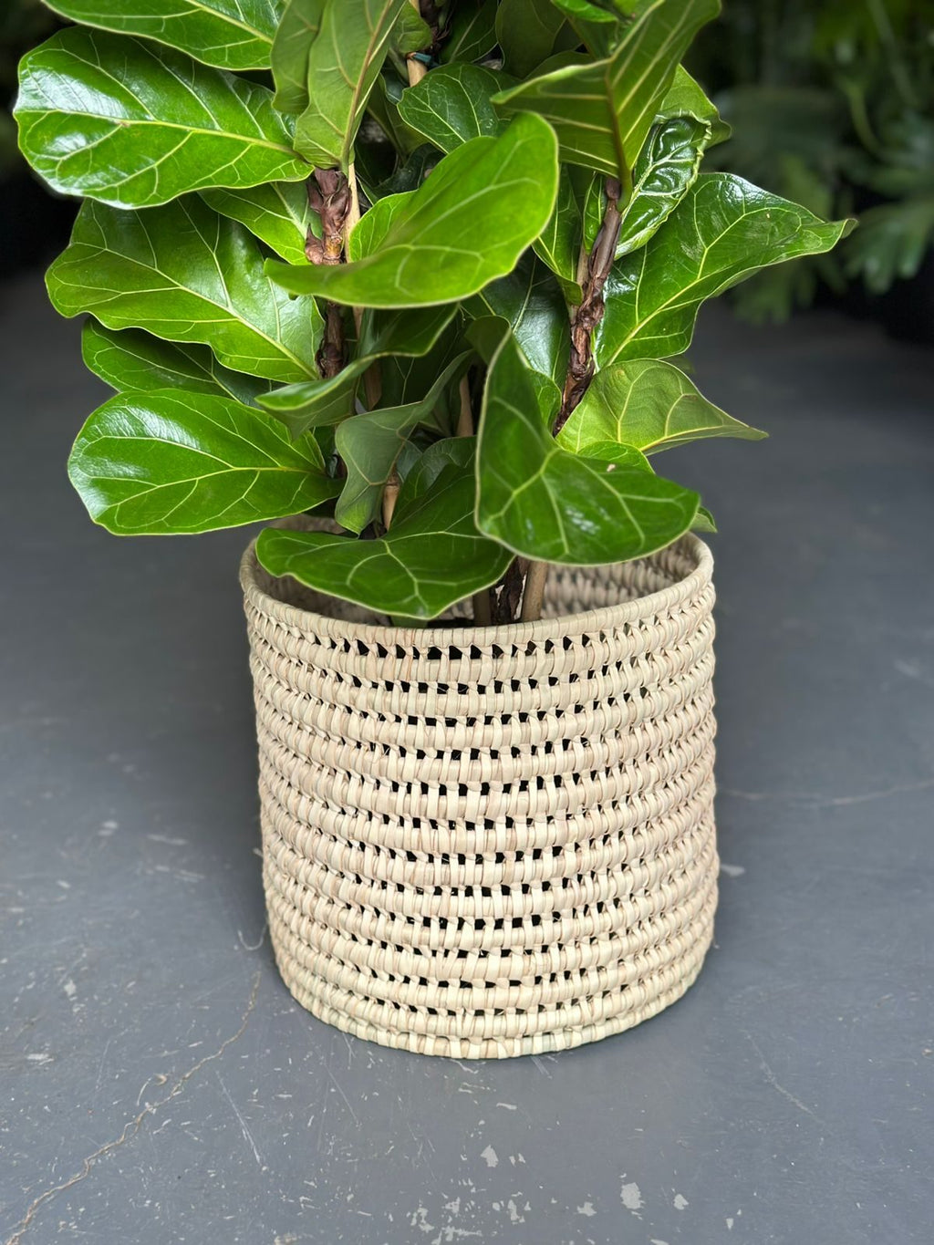 Medium Fiddle Leaf Fig Bambino With a Basket