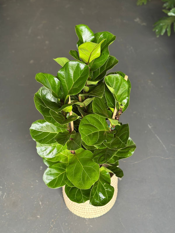 Medium Fiddle Leaf Fig Bambino With a Basket