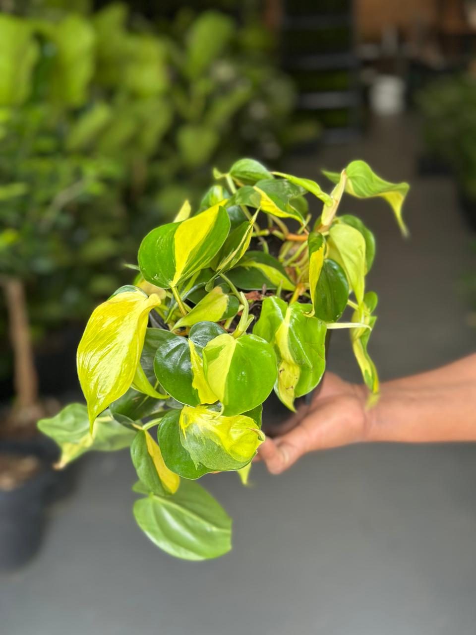 Small Philodendron Brasil