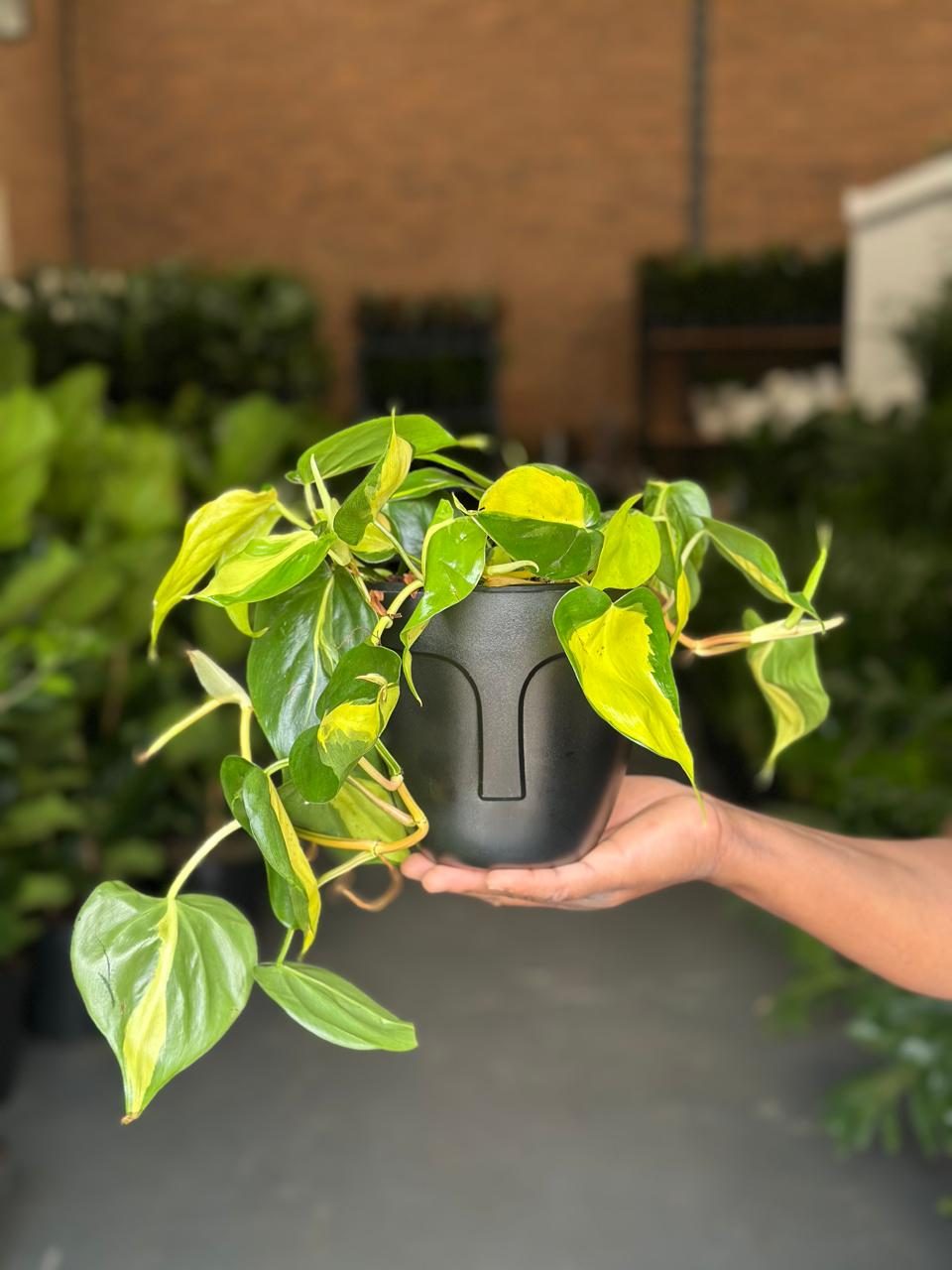 Small Philodendron Brasil With Decorative Pot