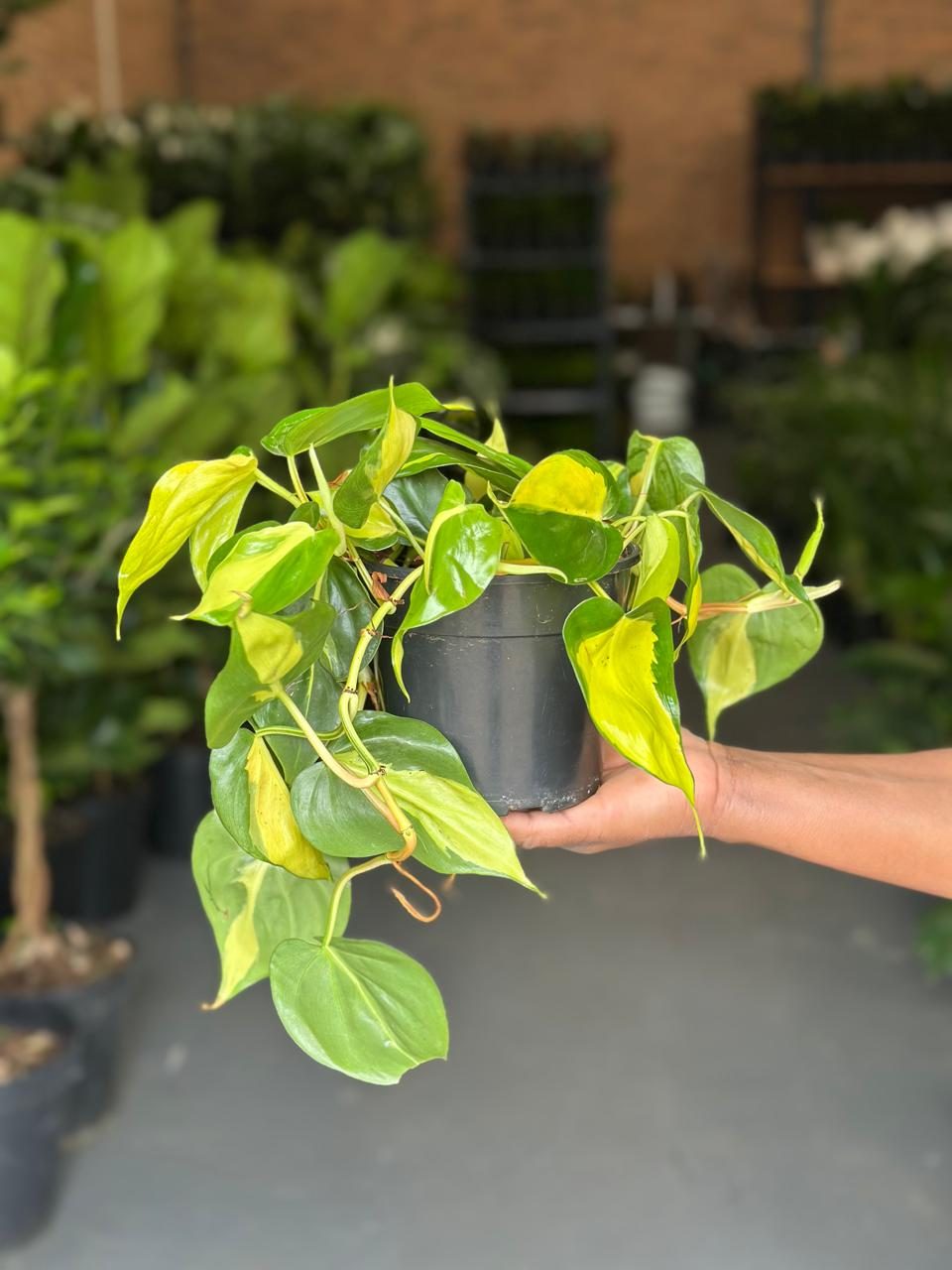 Small Philodendron Brasil