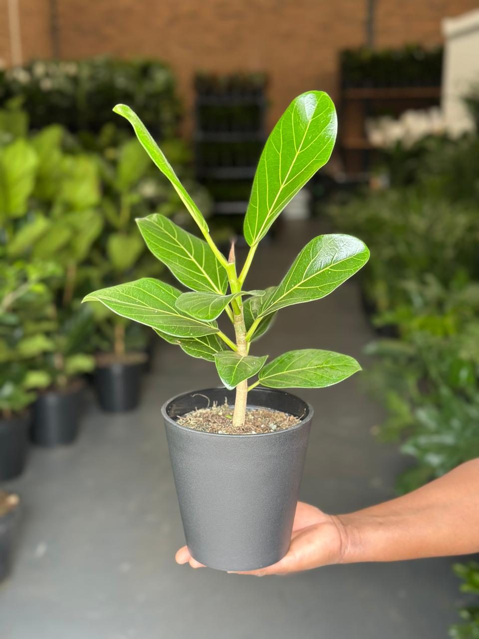 Small Ficus Audrey With Decorative Pot