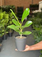Small Ficus Audrey With Decorative Pot