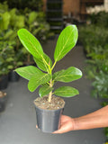Small Ficus Audrey