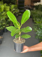 Small Ficus Audrey