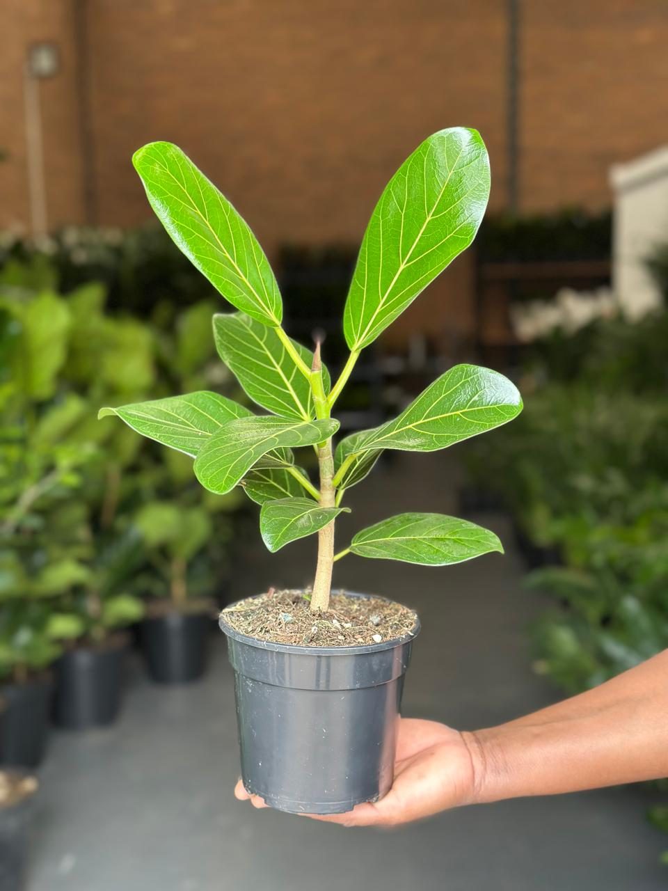 Small Ficus Audrey