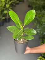 Small Ficus Audrey With Decorative Pot