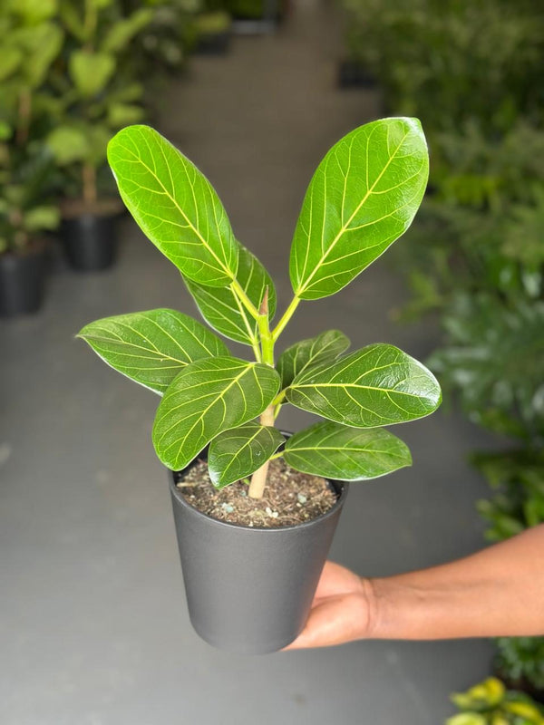 Small Ficus Audrey With Decorative Pot