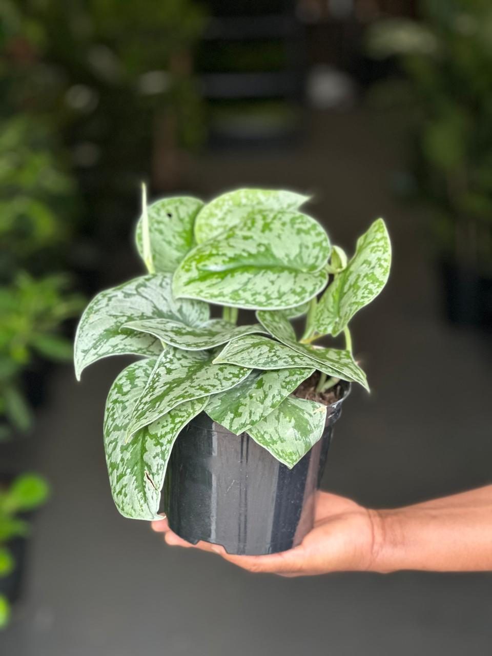 Small Silver Splash Pothos