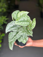 Small Silver Splash Pothos