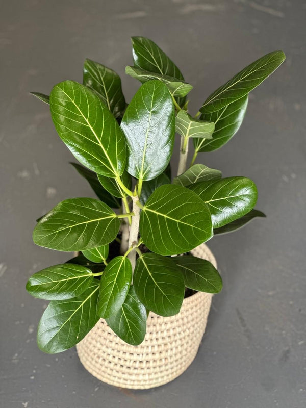 Large Ficus Audrey With A Basket