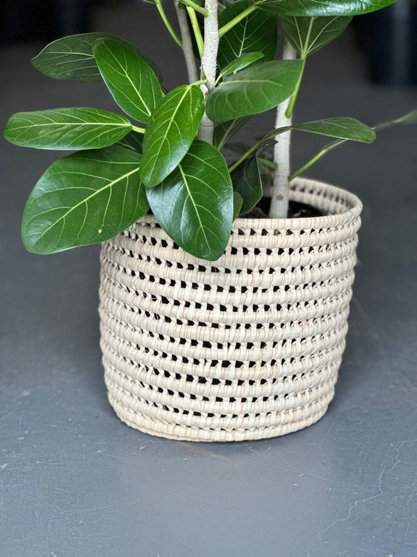 Large Ficus Audrey With A Basket