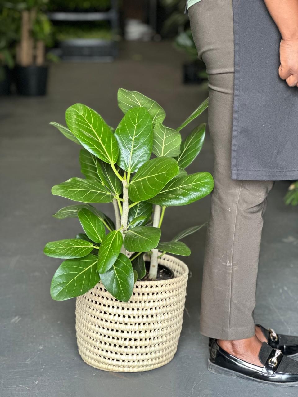 Large Ficus Audrey With A Basket