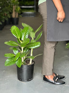 Large Ficus Audrey