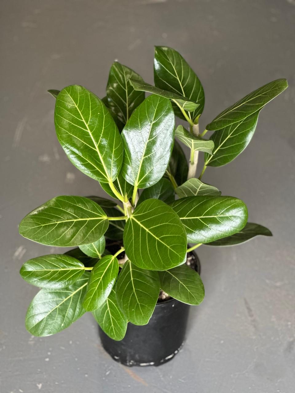 Large Ficus Audrey