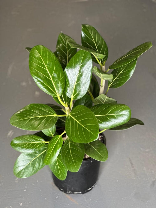 Large Ficus Audrey