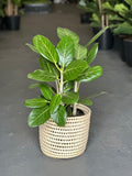 Large Ficus Audrey With A Basket