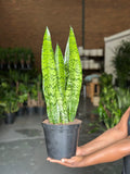 Medium Green Snake Plant