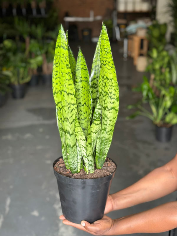 Medium Green Snake Plant