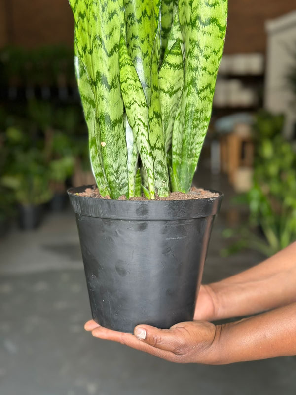 Medium Green Snake Plant