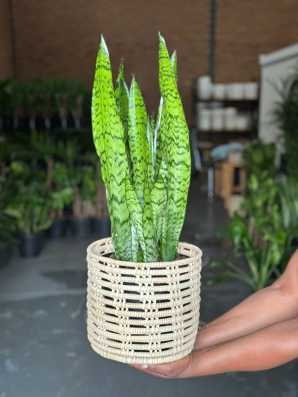 Medium Green Snake Plant With Basket