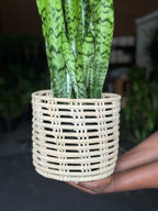 Medium Green Snake Plant With Basket
