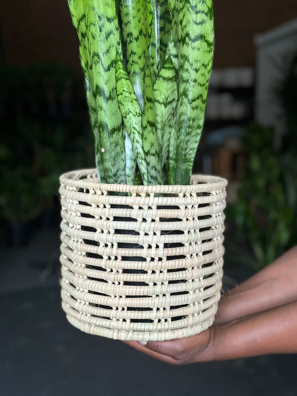 Medium Green Snake Plant With Basket