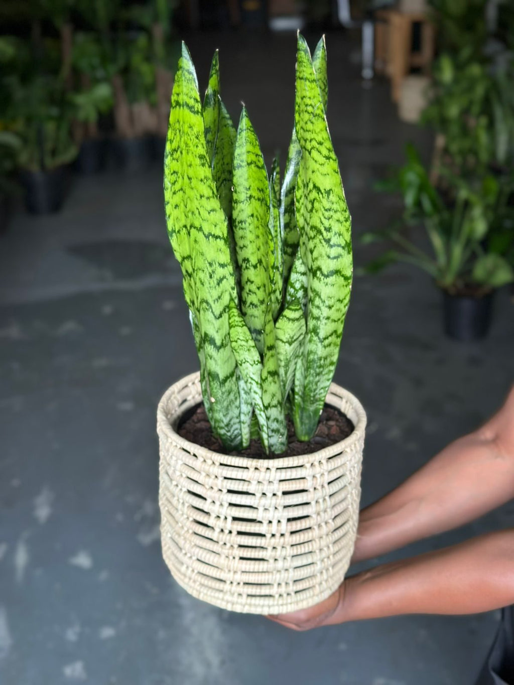 Medium Green Snake Plant With Basket