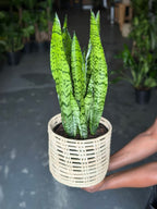 Medium Green Snake Plant With Basket