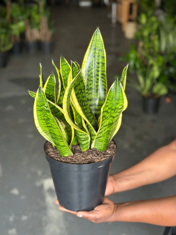 Medium Golden Futura Snake Plant