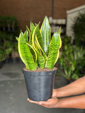 Medium Golden Futura Snake Plant