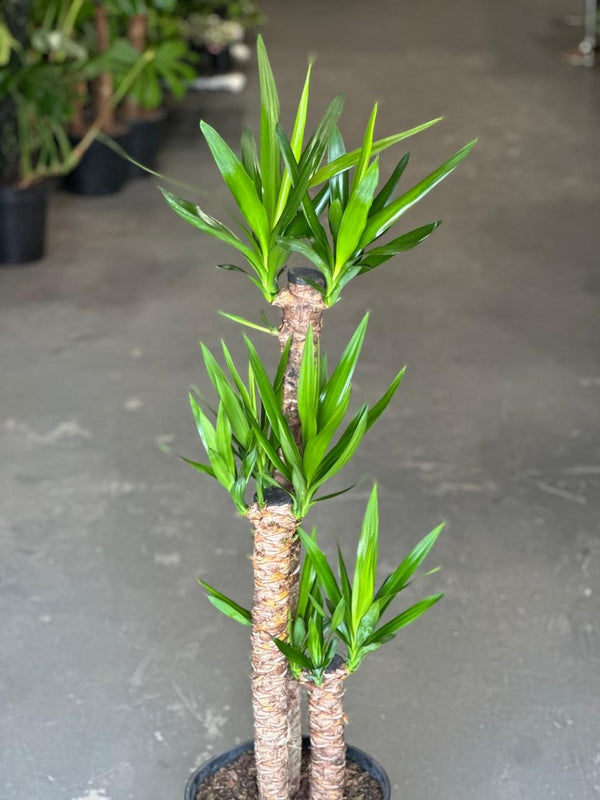 XL Yucca Cane
