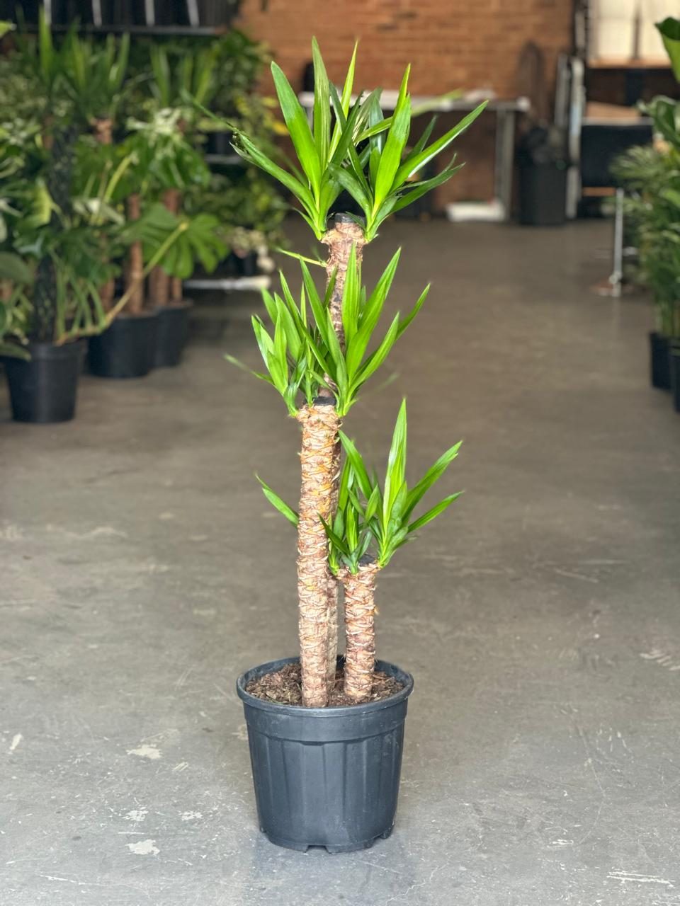XL Yucca Cane – Botanical Heaven