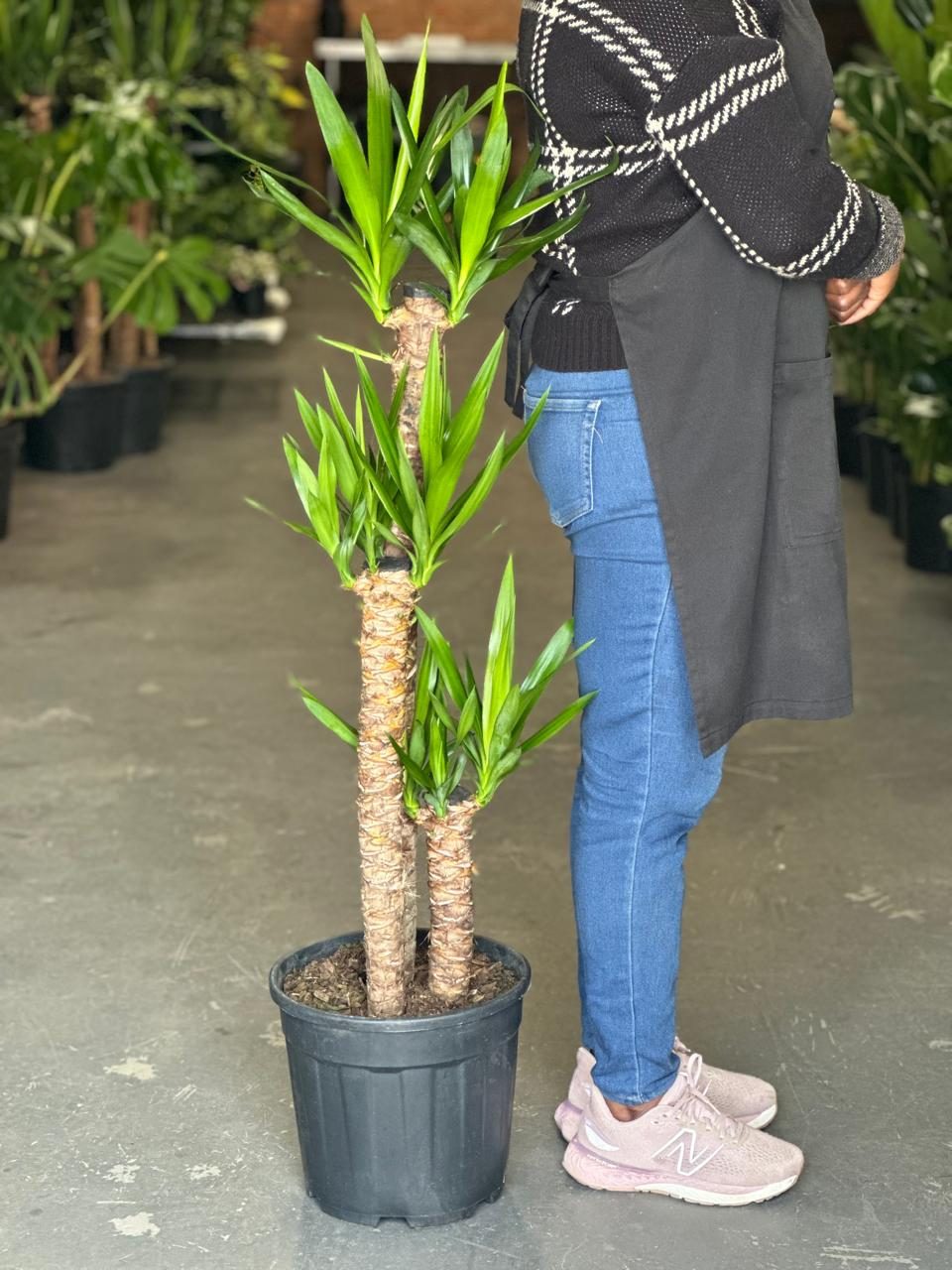 XL Yucca Cane – Botanical Heaven