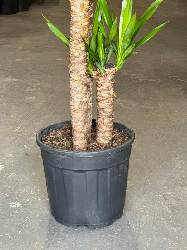 yucca cane air purifier XL Yucca Cane – Botanical Heaven