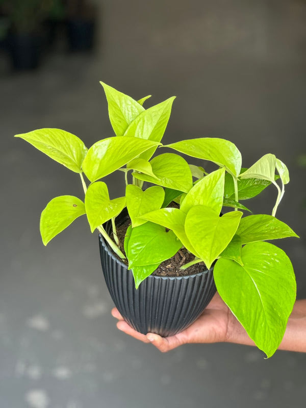 Small Pothos Diamond Lime With Decorative Pot