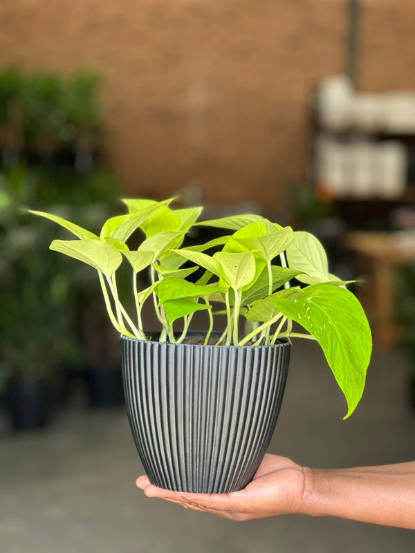 Small Pothos Diamond Lime With Decorative Pot